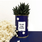 Je suis trop fraîche - Plante