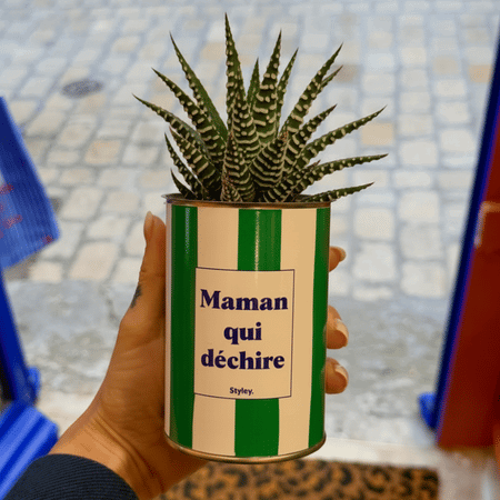 Cactus en pot Maman qui déchire, vue 4