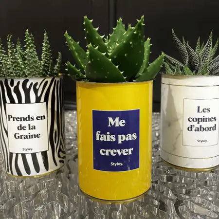 Me fais pas crever - Plante