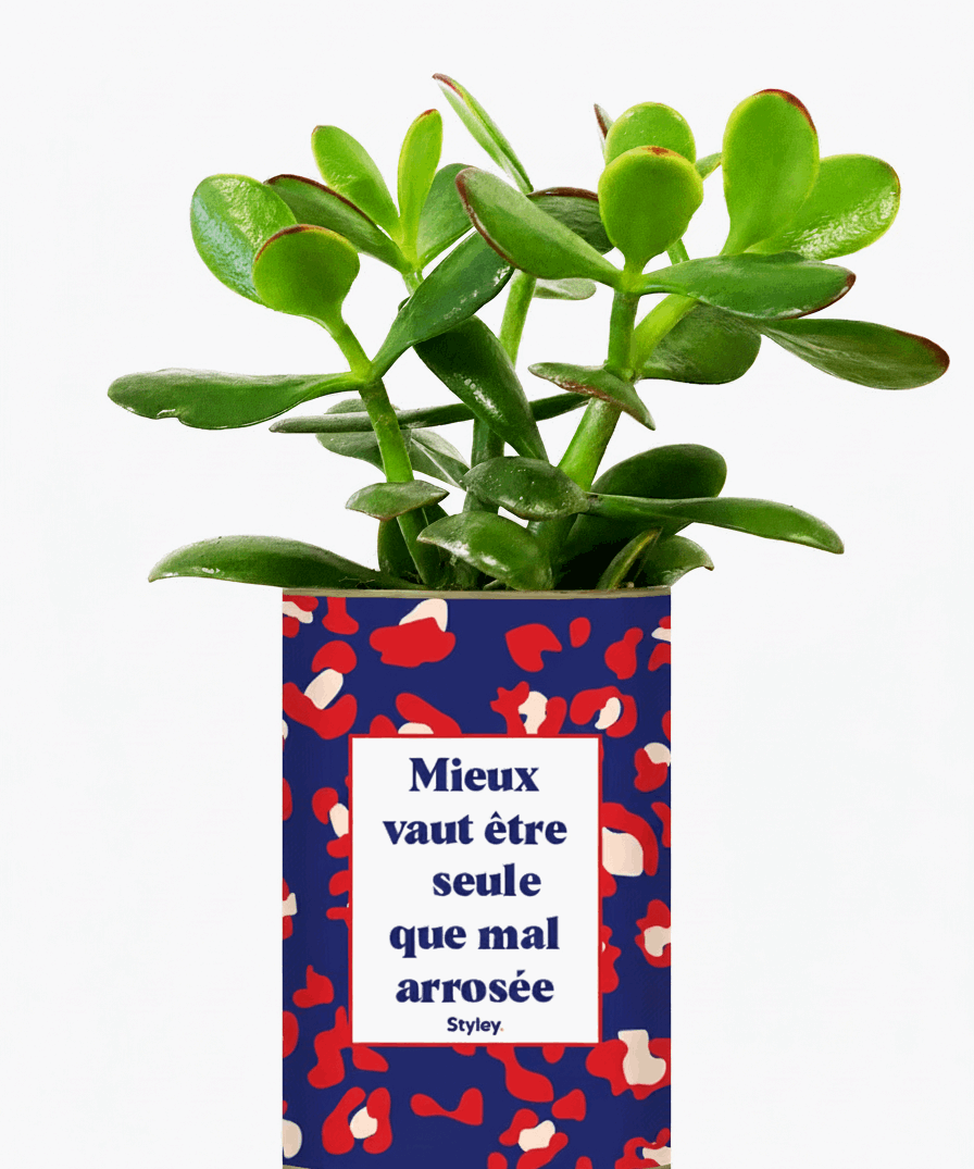 Mieux vaut être seule que mal arrosée - Cactus