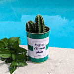 Mojito S'il vous plait - Plante