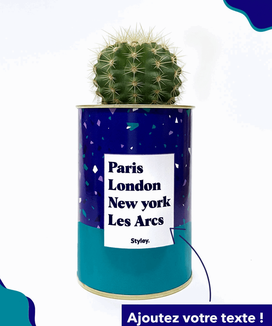 Plante Paris, London, New York personnalisable - Cactus