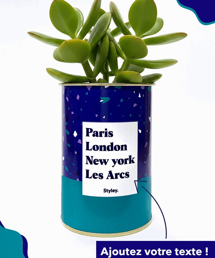 Plante Paris, London, New York personnalisable - Cactus
