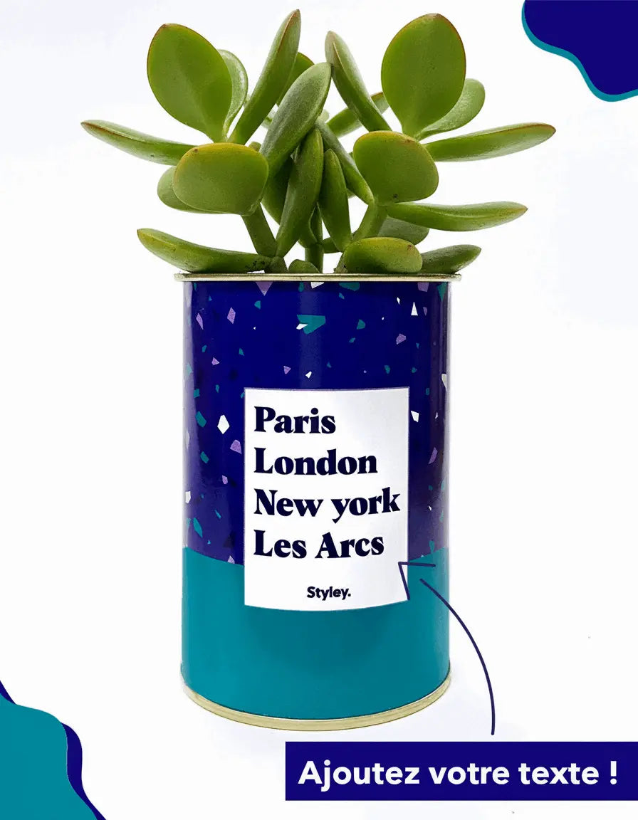 Plante Paris, London, New York personnalisable - Cactus