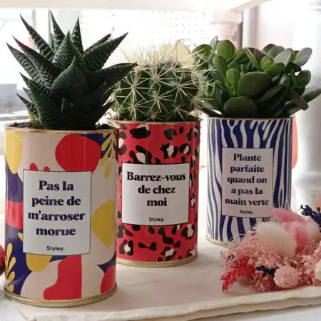 Pas la peine de m'arroser morue - Plante