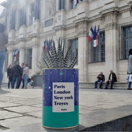 Plante Paris, London, New York personnalisable - Plante