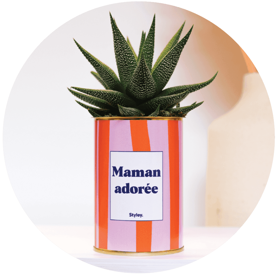 Plante Haworthia