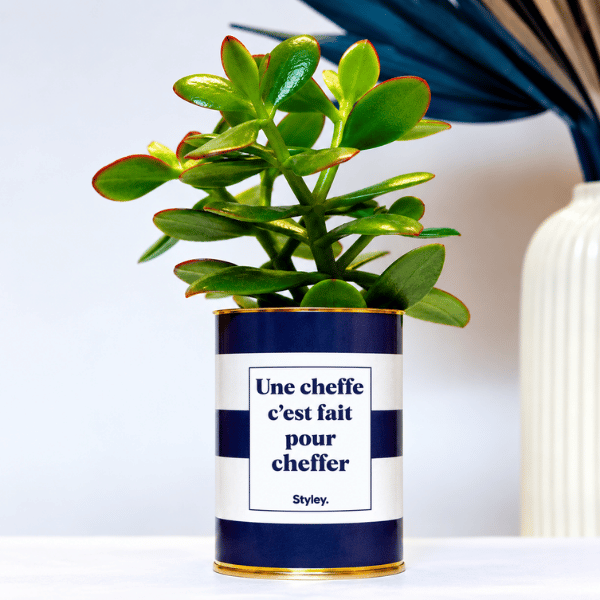 Une cheffe c'est fait pour cheffer - Plante crassula