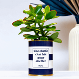 Une cheffe c'est fait pour cheffer - Plante crassula