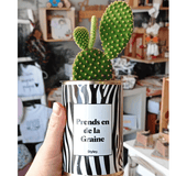 Prends en de la Graine - Plante