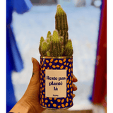 Reste pas planté là - Plante