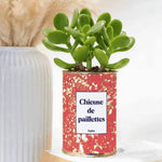 chieuse de paillettes plante grasse