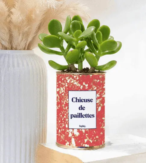 chieuse de paillettes plante grasse