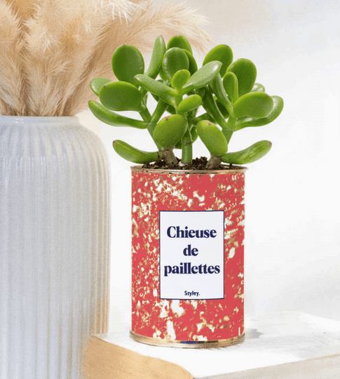 chieuse de paillettes plante grasse