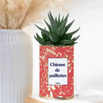 chieuse de paillettes - plante grasse en pot