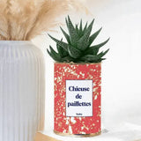 chieuse de paillettes - plante grasse en pot