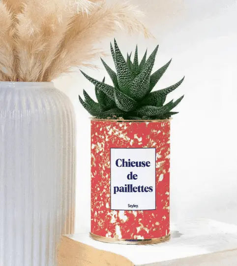 chieuse de paillettes - plante grasse en pot