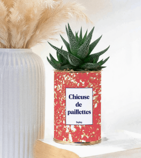 chieuse de paillettes - plante grasse en pot