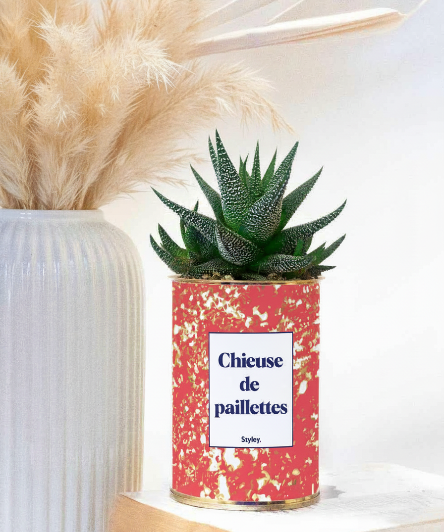 chieuse de paillettes - plante grasse en pot