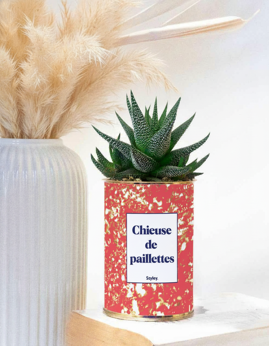 chieuse de paillettes - plante grasse en pot