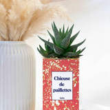 chieuse de paillettes - plante grasse en pot