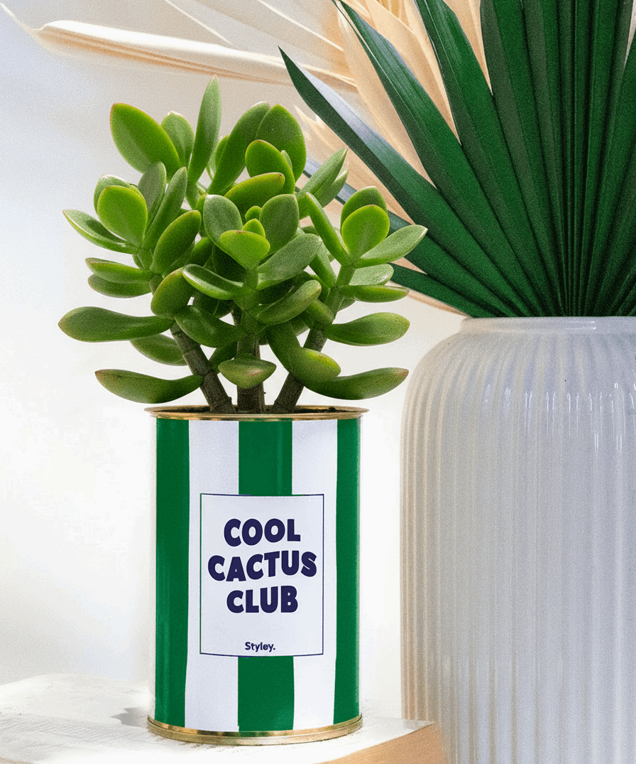 Cool Cactus Club - pot à rayures - Plante grasse