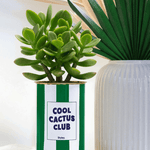 Cool Cactus Club - pot à rayures - Plante grasse