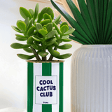 Cool Cactus Club - pot à rayures - Plante grasse