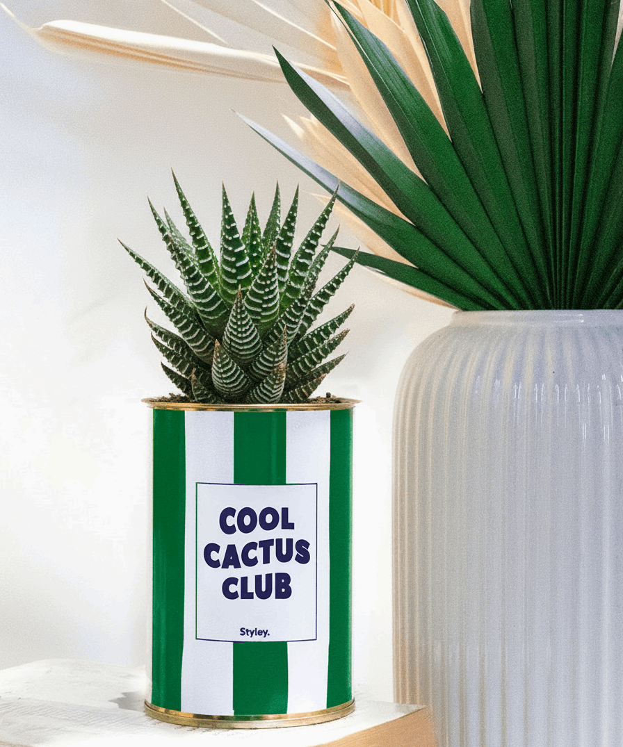 Cool Cactus Club - pot à rayures - Plante grasse