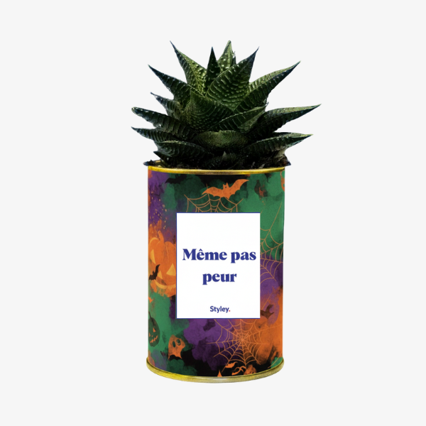 haworthia pour halloween