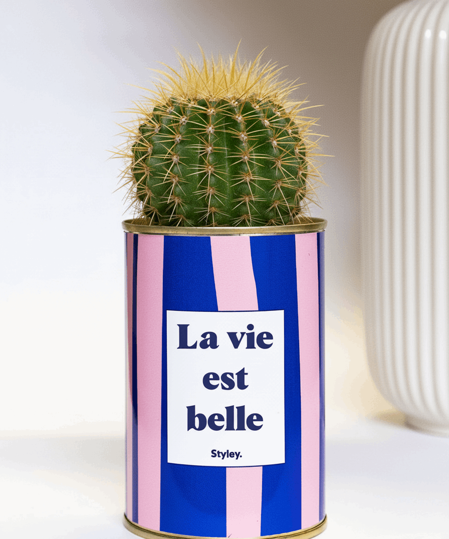La vie est belle - pot à rayures - Cactus- Plante grasse