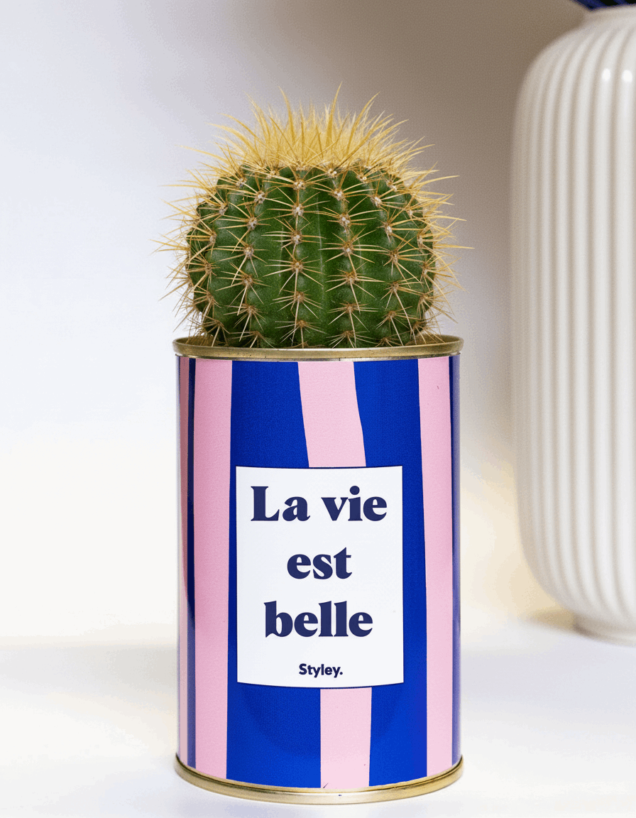 La vie est belle - pot à rayures - Cactus- Plante grasse