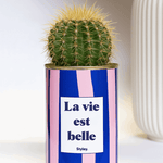 La vie est belle - pot à rayures - Cactus- Plante grasse
