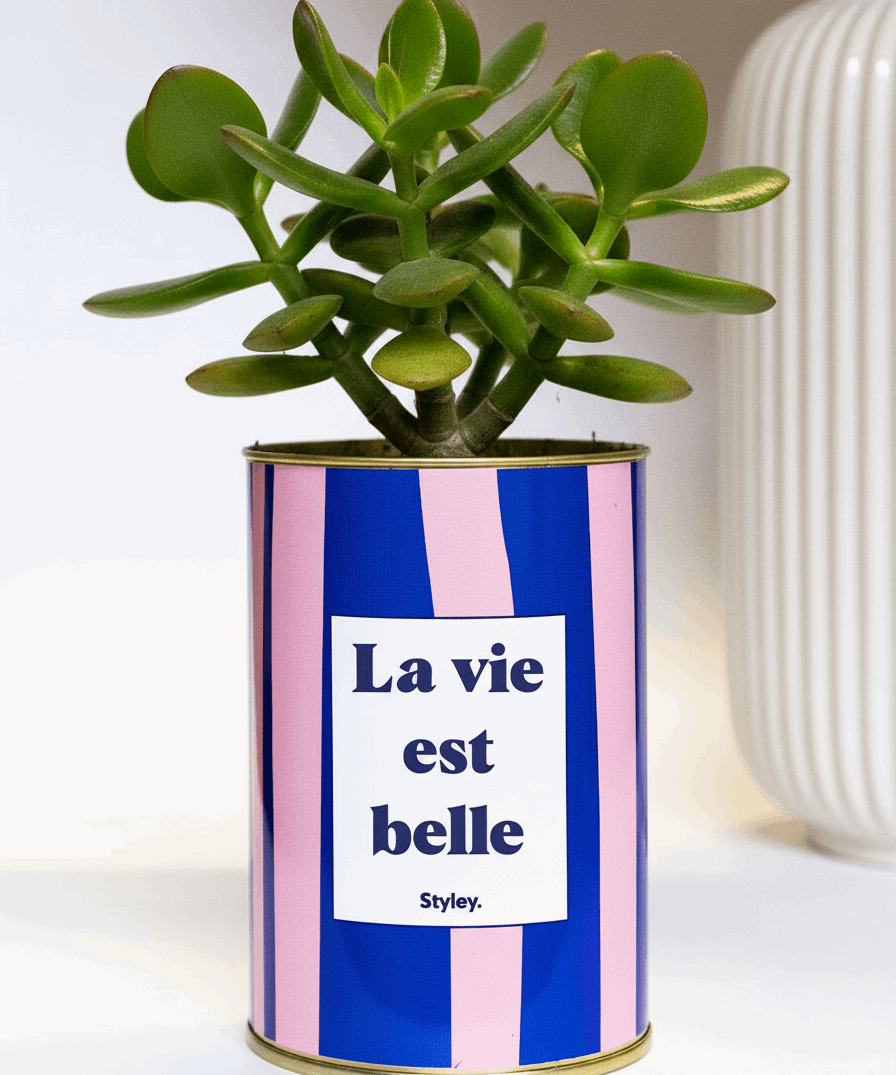 La vie est belle - pot à rayures - Cactus- Plante grasse