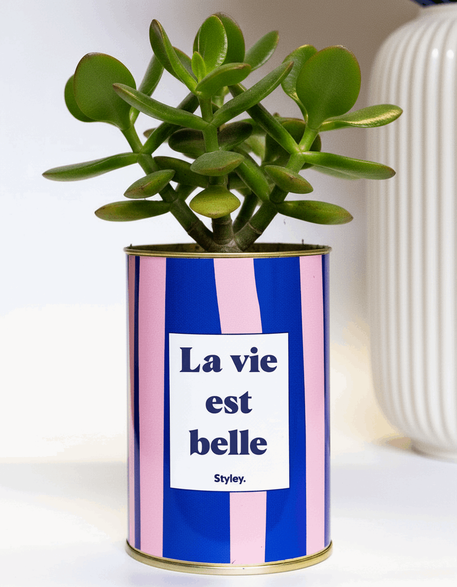 La vie est belle - pot à rayures - Cactus- Plante grasse