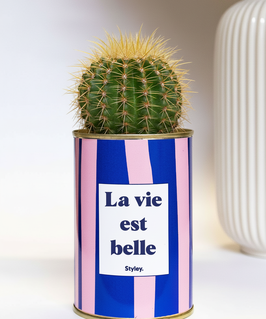 La vie est belle - pot à rayures - Cactus- Plante grasse