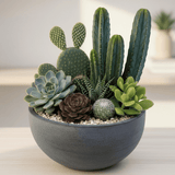 Terreau Cactus & Plantes Grasses