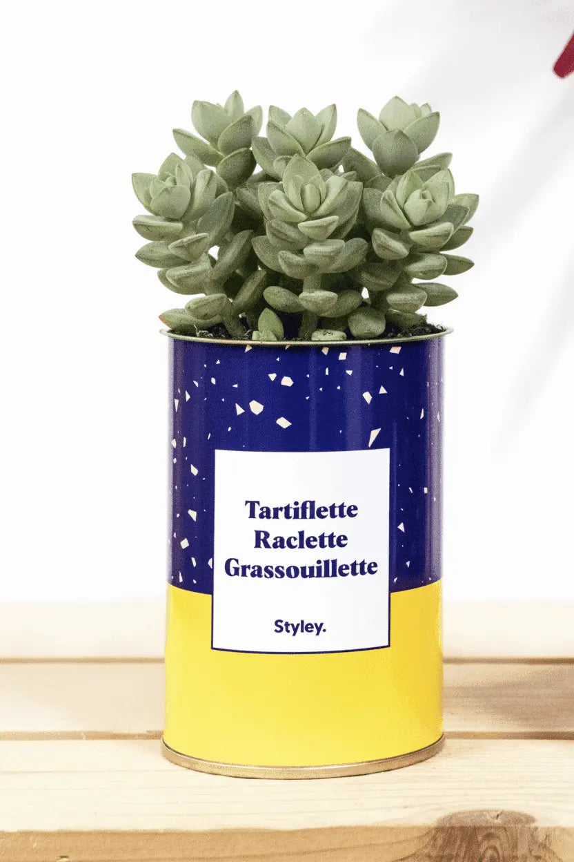 Tartiflette, raclette, grassouillette - Cactus