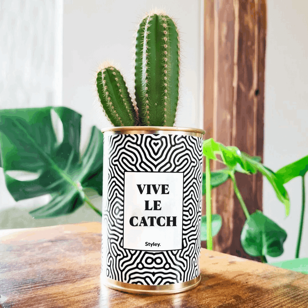 Vive le Catch - Cactus