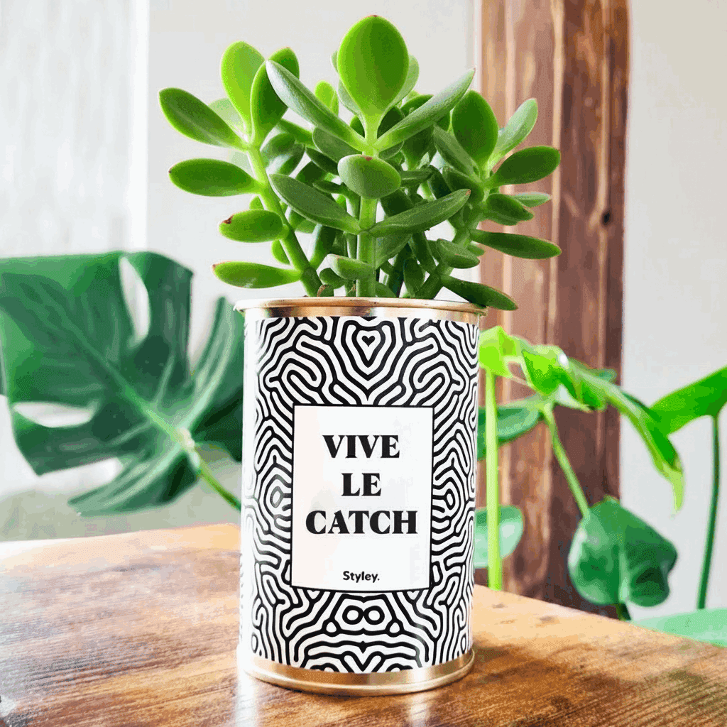 Vive le Catch - Cactus