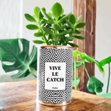 Vive le Catch - Cactus