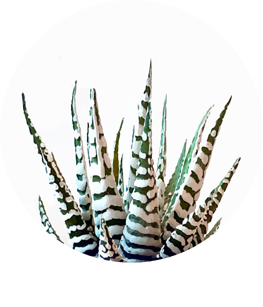 Haworthia  Fasciata.png